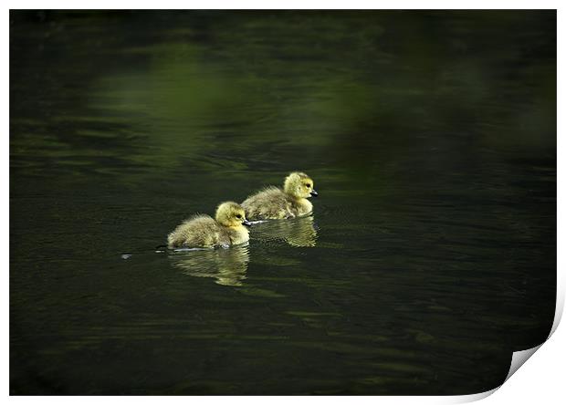 GOSLINGS Print by Anthony R Dudley (LRPS)