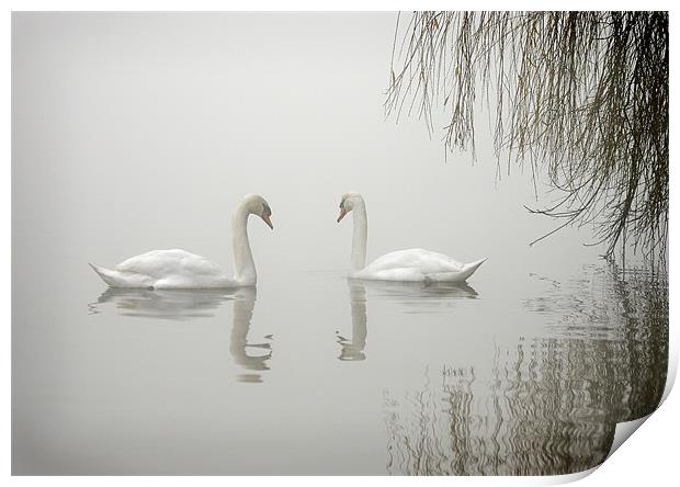 SWANS IN THE MIST Print by Anthony R Dudley (LRPS)