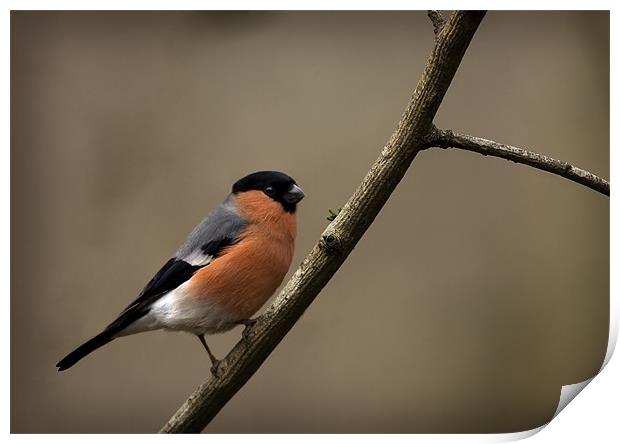 BULLFINCH Print by Anthony R Dudley (LRPS)
