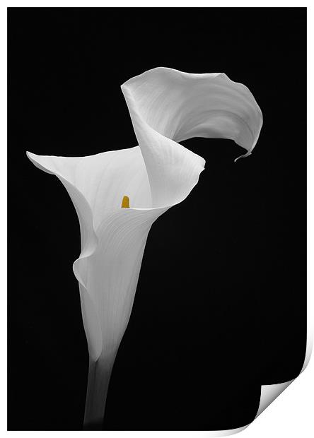 ARUM LILY Print by Anthony R Dudley (LRPS)