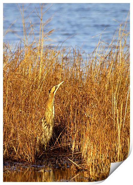 BITTERN IN THE SUN Print by Anthony R Dudley (LRPS)