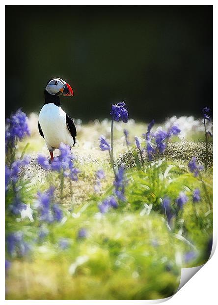 PUFFIN AND BLUEBELLS Print by Anthony R Dudley (LRPS)