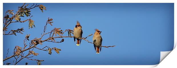 WAXWINGS Print by Anthony R Dudley (LRPS)