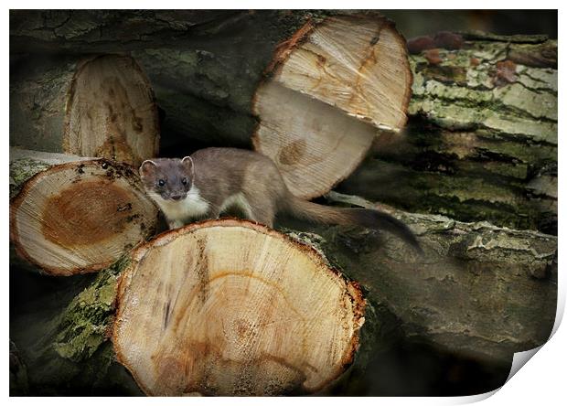 STOAT IN THE WOODPILE Print by Anthony R Dudley (LRPS)