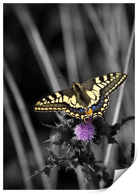 SWALLOWTAIL BUTTERFLY Print by Anthony R Dudley (LRPS)