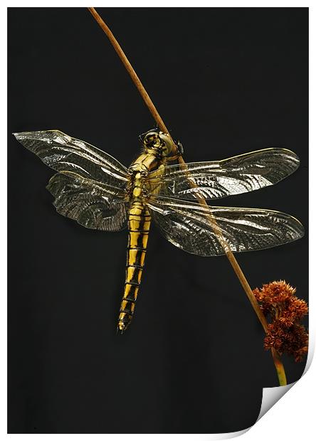 BLACK-TAILED SKIMMER Print by Anthony R Dudley (LRPS)