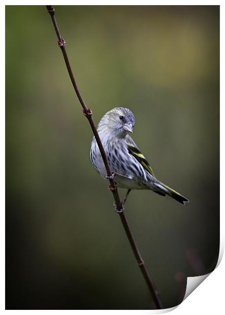 SISKIN #1 Print by Anthony R Dudley (LRPS)
