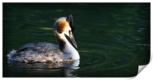 GREAT-CRESTED GREBE Print by Anthony R Dudley (LRPS)