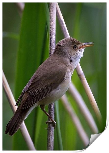 REED WARBLER Print by Anthony R Dudley (LRPS)