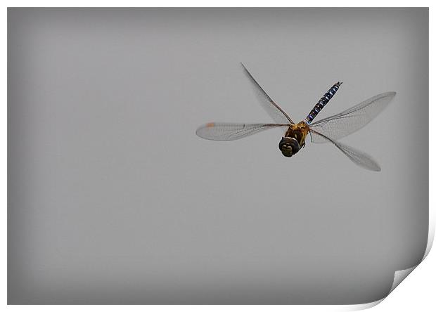 FLIGHT OF THE DRAGONFLY Print by Anthony R Dudley (LRPS)
