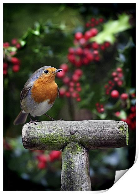 ROBIN IN THE HOLLY Print by Anthony R Dudley (LRPS)