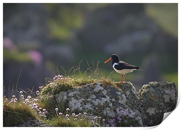 OYSTERCATCHER Print by Anthony R Dudley (LRPS)