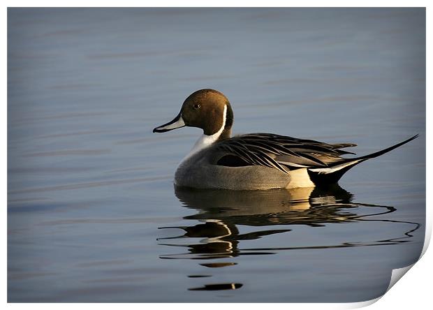 PINTAIL Print by Anthony R Dudley (LRPS)