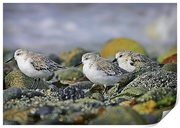 SANDERLING Print by Anthony R Dudley (LRPS)