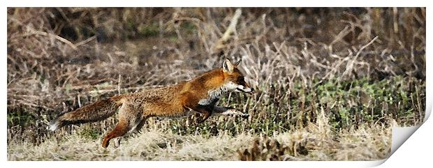 THE RUNNING FOX Print by Anthony R Dudley (LRPS)