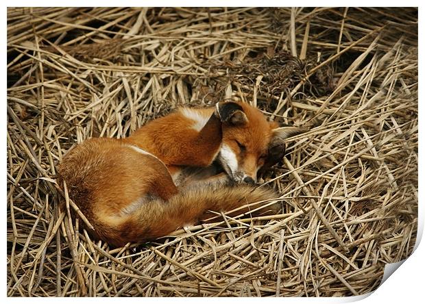 DOZY FOX Print by Anthony R Dudley (LRPS)