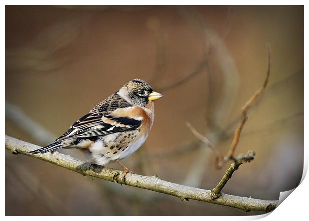 BRAMBLING Print by Anthony R Dudley (LRPS)
