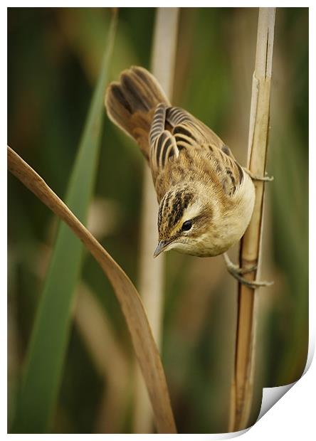 SEDGE WARBLER Print by Anthony R Dudley (LRPS)