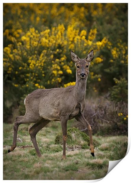 SIKA DEER #2 Print by Anthony R Dudley (LRPS)