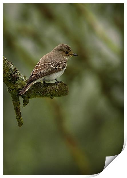 SPOTTED FLYCATCHER Print by Anthony R Dudley (LRPS)
