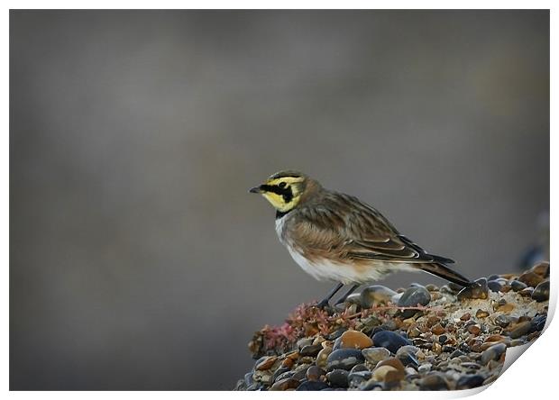 SHORE LARK Print by Anthony R Dudley (LRPS)