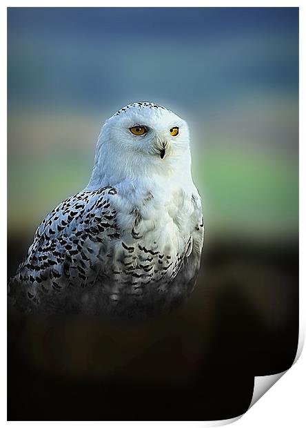 SNOWY OWL Print by Anthony R Dudley (LRPS)