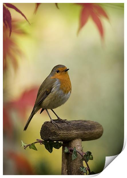 ROBIN AND ACER Print by Anthony R Dudley (LRPS)