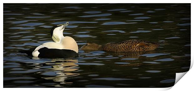 COMMON EIDER DISPLAY Print by Anthony R Dudley (LRPS)