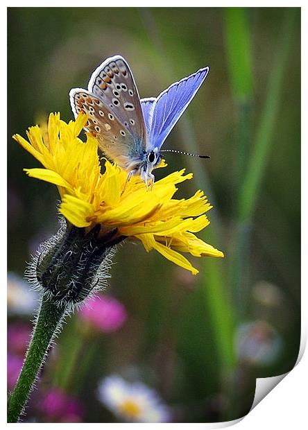 COMMON BLUE BUTTERFLY Print by Anthony R Dudley (LRPS)
