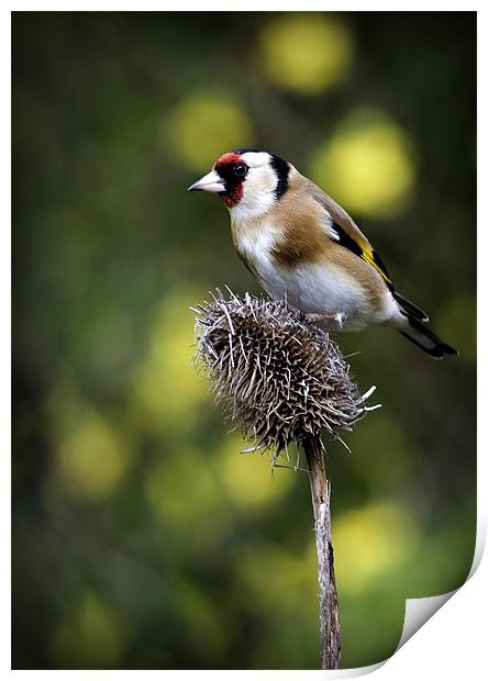 GOLDFINCH #1 Print by Anthony R Dudley (LRPS)