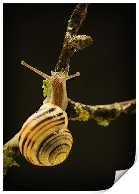 BANDED SNAIL Print by Anthony R Dudley (LRPS)