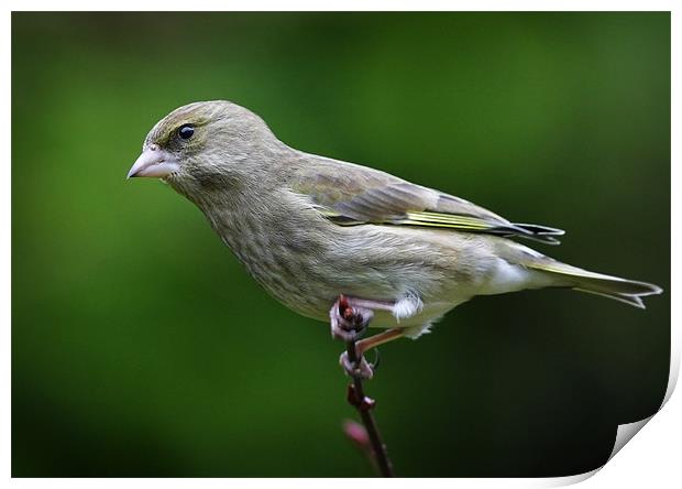 GREENFINCH Print by Anthony R Dudley (LRPS)