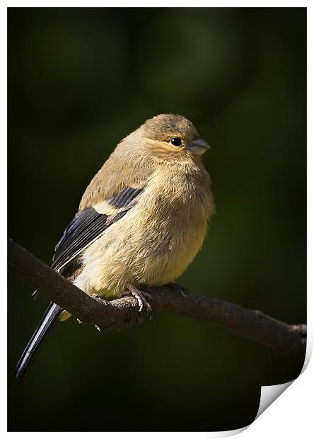 YOUNG BULLFINCH Print by Anthony R Dudley (LRPS)