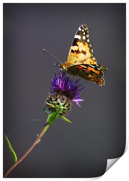 PAINTED LADY Print by Anthony R Dudley (LRPS)