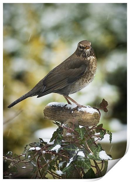 FEMALE BLACKBIRD Print by Anthony R Dudley (LRPS)