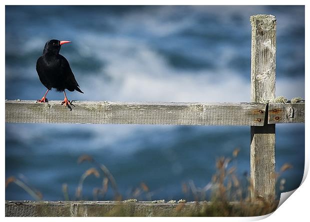 CHOUGH #1 Print by Anthony R Dudley (LRPS)
