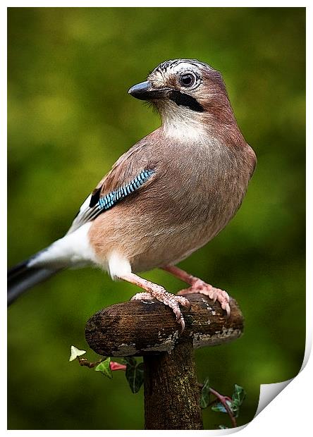 JAY Print by Anthony R Dudley (LRPS)