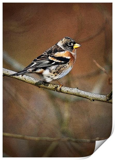 BRAMBLING Print by Anthony R Dudley (LRPS)