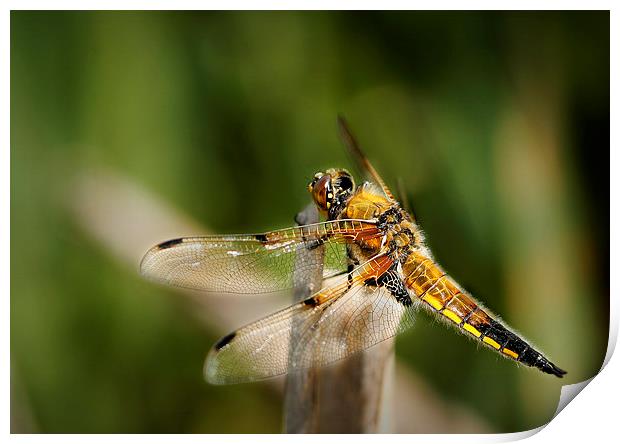 FOUR - SPOTTED CHASER Print by Anthony R Dudley (LRPS)