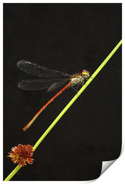 LARGE RED DAMSELFLY Print by Anthony R Dudley (LRPS)