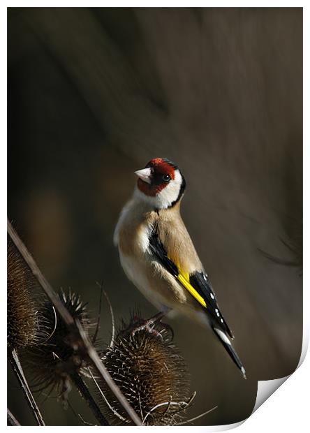 GOLDFINCH Print by Anthony R Dudley (LRPS)