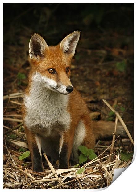 FOX Print by Anthony R Dudley (LRPS)