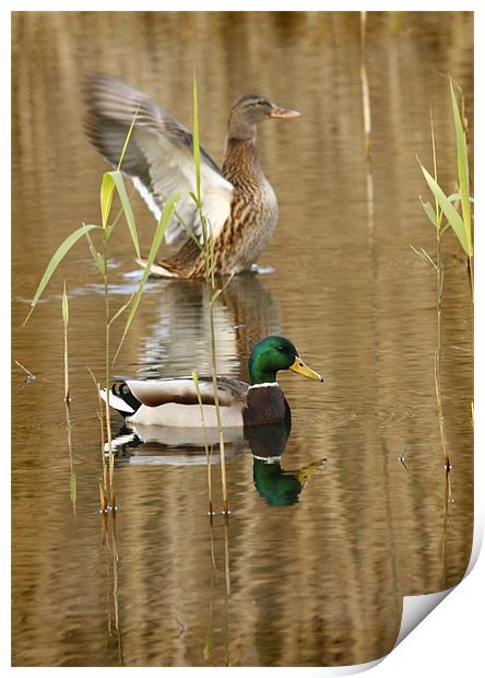 REFLECTIONS IN THE POND Print by Anthony R Dudley (LRPS)