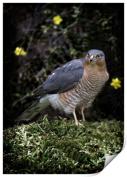 SPARROW HAWK Print by Anthony R Dudley (LRPS)