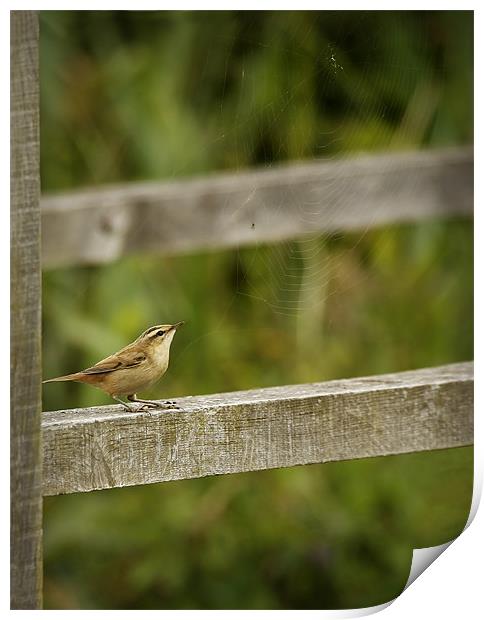 RUN LITTLE SPIDER Print by Anthony R Dudley (LRPS)