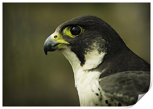 PEREGRINE FALCON Print by Anthony R Dudley (LRPS)