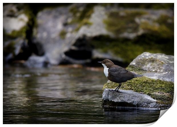 DIPPER Print by Anthony R Dudley (LRPS)