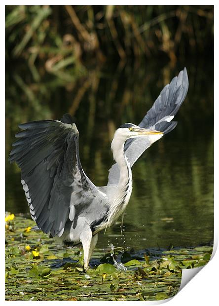 GREY HERON Print by Anthony R Dudley (LRPS)