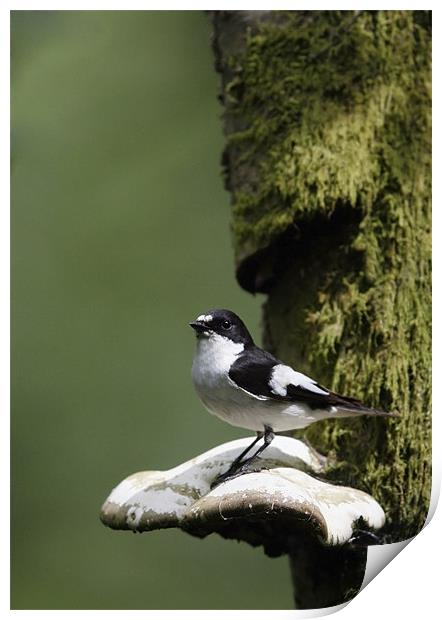 PIED FLYCATCHER Print by Anthony R Dudley (LRPS)
