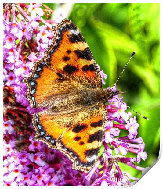 The Small Tortoiseshell Butterfly Print by stephen walton